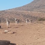 springbokke